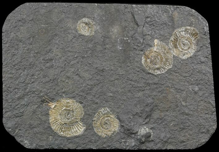 Dactylioceras Ammonite Cluster - Posidonia Shale #52908